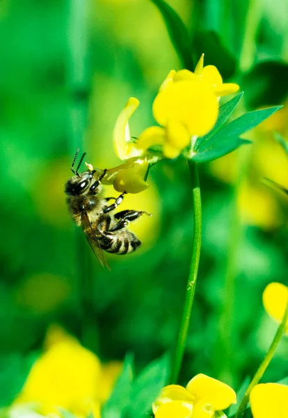 Honingbij Apis Mellifica Aos Melifera Zoek Naar Nectar Gele Lotusklaver Stockfoto