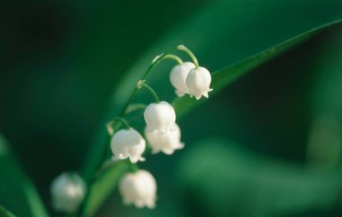 Lily of the Valley, Germany / (Convallaria majalis) clipart