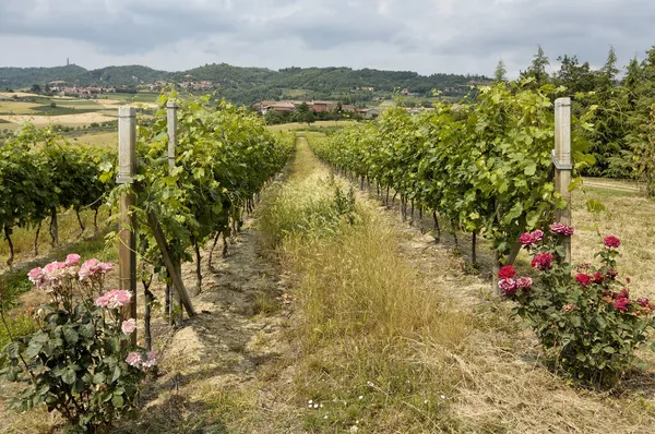 Розы Винограднике Должны Принести Вкус Вкус Вина Пьемонт Италия — стоковое фото