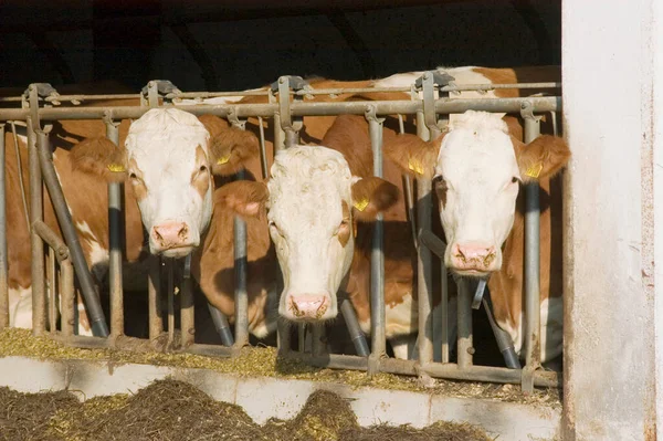 Gaishofen Perto Passau Baviera Alemanha Vacas Estábulo — Fotografia de Stock