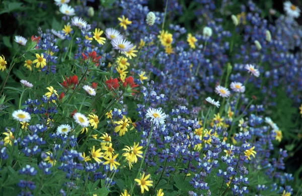 Blomsteräng Rainier Nationalpark Washington Usa — Stockfoto