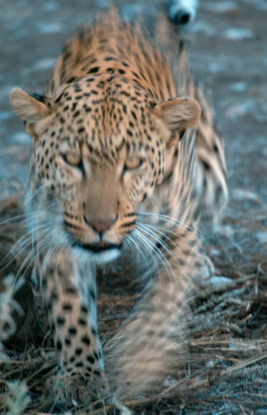 Leopard Namibia Panthera Pardus — Stock Photo, Image