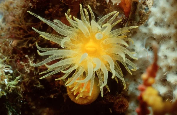 Koral Słoneczny Morze Śródziemne Leptopsammia Pruvoti — Zdjęcie stockowe