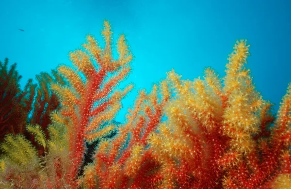 Ventilador Mar Camaleão Mar Mediterrâneo Paramuricea Clavata — Fotografia de Stock