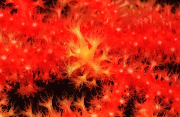 Bukalemun Denizi Akdeniz Paramuricea Clavata — Stok fotoğraf