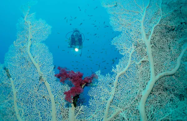 Gorgonia Mergulhador Mar Vermelho Subergorgia Spec — Fotografia de Stock