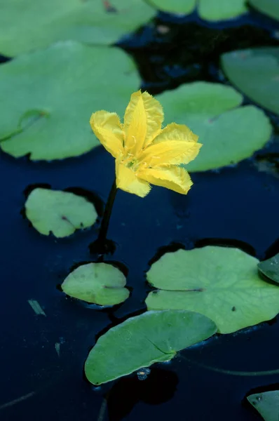 Fringed Water Lily Alemanha Nymphoides Peltata — Fotografia de Stock