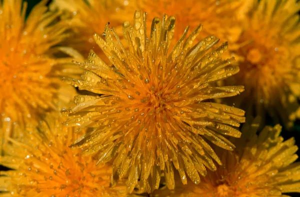 Одуванчик Цветы Германия Taraxacum Officinale — стоковое фото