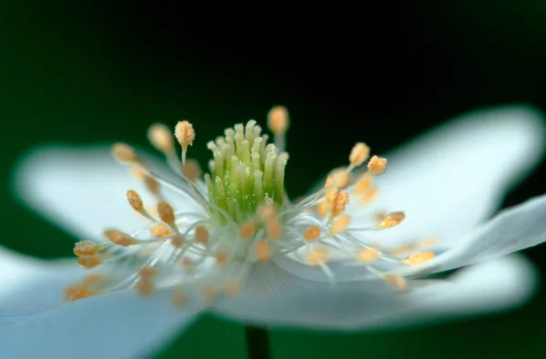 Деревина Anemone Квітка Німеччина Anemone Nemorosa — стокове фото