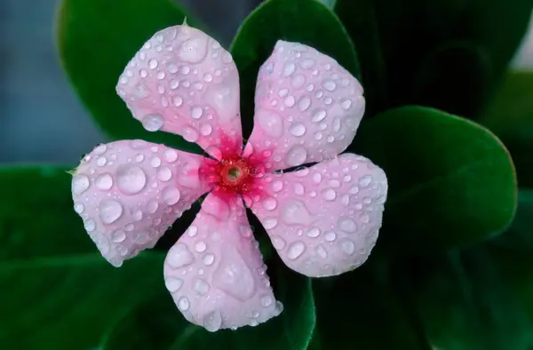 Madagaskar Periwinkle Ostrov Sanibel Florida Usa Kataranthus Rosens — Stock fotografie