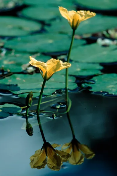 Fringed Water Lelies Sleeswijk Holstein Duitsland Nymphoides Peltata — Stockfoto