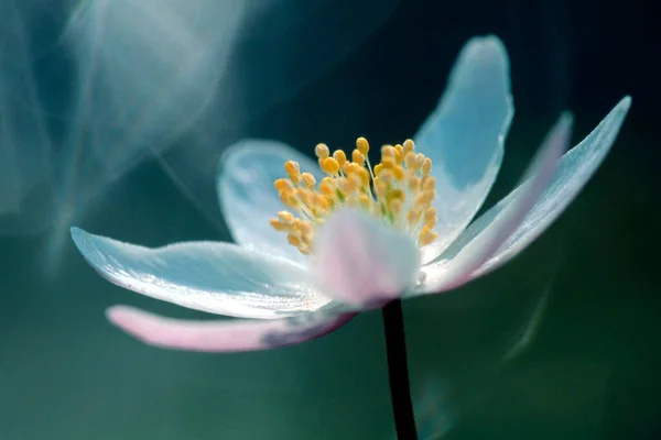 Wood Anemone Schleswig Holstein Germany Anemone Nemorosa — Stock Photo, Image