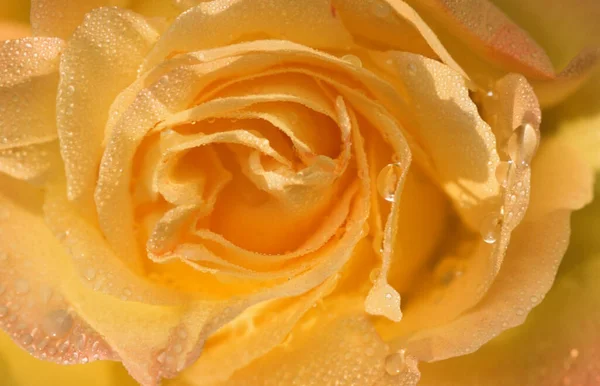 Rose Gloria Dei Blumendetail — Stockfoto
