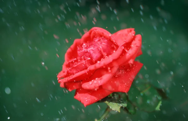 Rosa Flor Lluvia —  Fotos de Stock