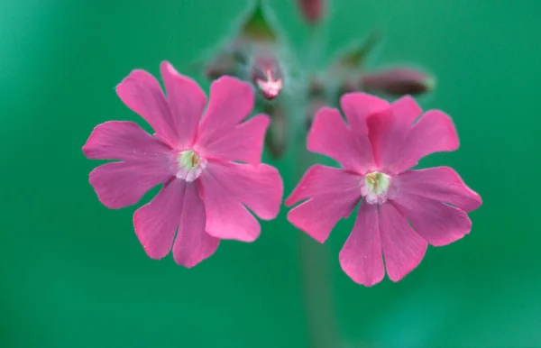 Red Campion Dolomites Italy Silene Dioica — стокове фото