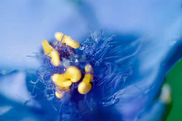 Spiderwort Blossom Detail Tradescantia Andersoniana — Stock Photo, Image