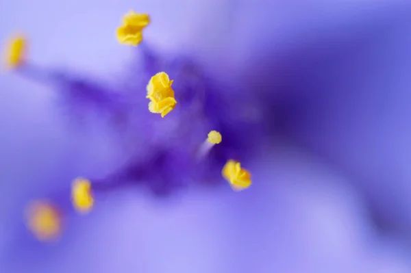 Spiderwort Flower Details Tradescantia Andersoniana — 스톡 사진