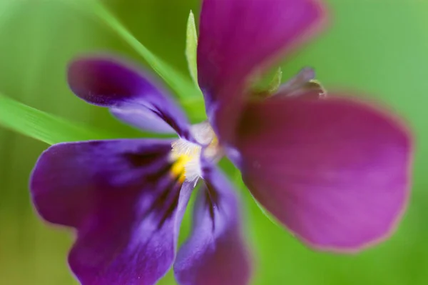 Bratanek Kwiat Specyfikacja Viola — Zdjęcie stockowe