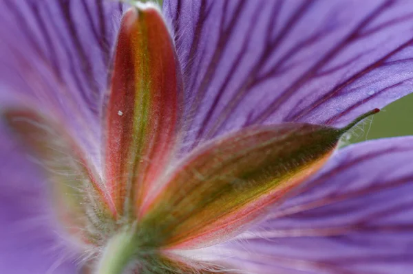 Cranesbill Detalhe Flor Especificação Gerânio — Fotografia de Stock