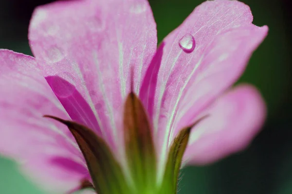 Cranesbill Çiçek Detayı Geranium Spektrometresi — Stok fotoğraf