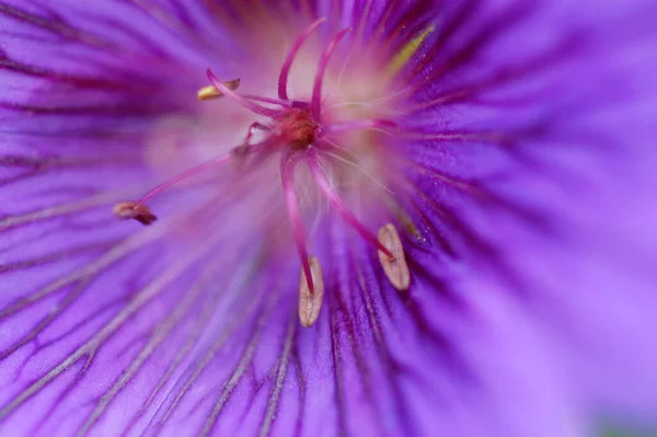 Cranesbill Flower Details Geranium Spec — 스톡 사진