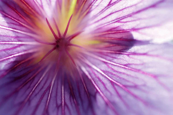 Cranesbill Blossom Detail Geranium Spec — Stock Photo, Image