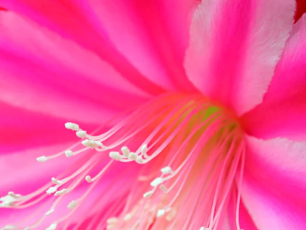Orchid Cactus Flower Details Epiphyllum Hybride — 스톡 사진