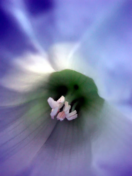 Field Bindweed Flower Details Convolvulus Arvensis — 스톡 사진
