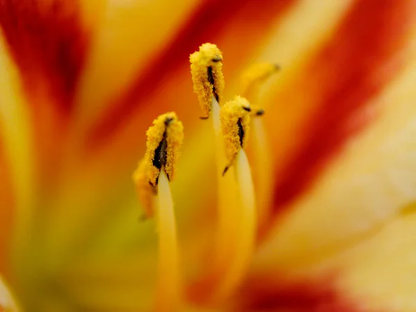 Ημέρα Lily Ανθοφορία Λεπτομέρεια Hemerocallis Υβρίδιο — Φωτογραφία Αρχείου