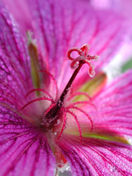 Cranesbill Çiçek Detayı Geranium Spektrometresi — Stok fotoğraf