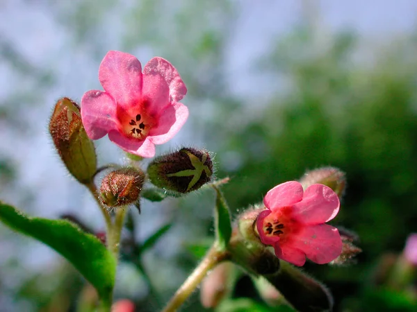 Forget Квітка Omphalodes Spec — стокове фото