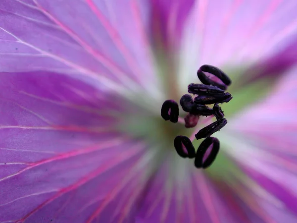 Cranesbill Flower Details Geranium Spec — 스톡 사진