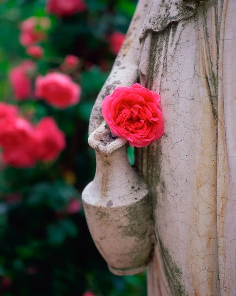 石の缶とバラの花 バーデン バーデン バーデン ヴュルテンベルク州 ドイツ — ストック写真