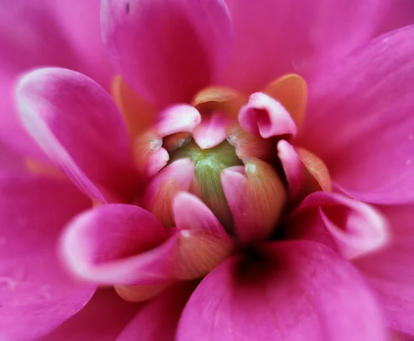 Dahlia Çiçeği Dahlia Melezi — Stok fotoğraf