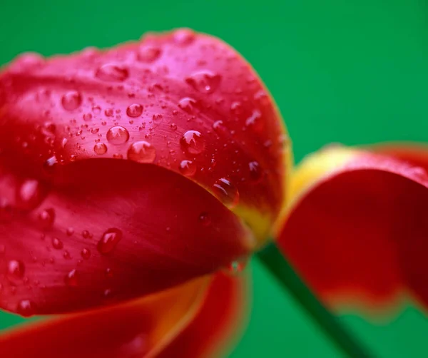 Drops Water Tulip Blossom Tulipa Spec — Stock Photo, Image