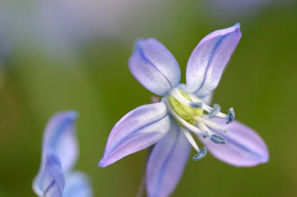 Alpine Squill Scilla Bifolia — Stok fotoğraf