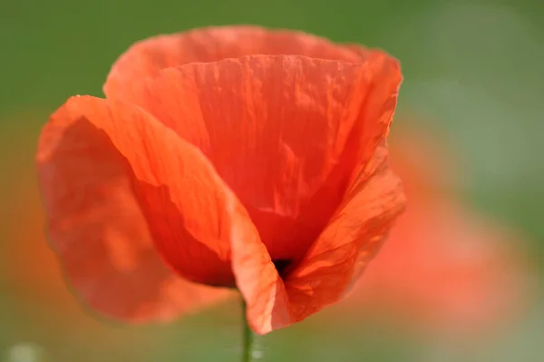 Pavot Commun Rhénanie Nord Westphalie Allemagne Papaver Rhoeas — Photo