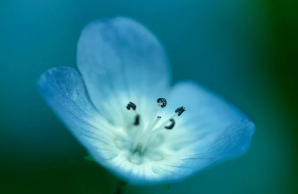Baby Blue Eyes Nemophila Menziesii — стокове фото