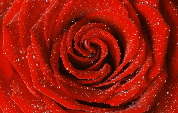 Rose Blütendetail Mit Wassertropfen — Stockfoto