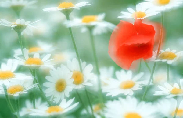 Common Poppy Eye Daisies — Stock Photo, Image