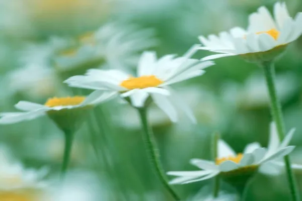 Eye Daisies Austria Cisanthemum Leucanthemum Leucanthemum Vulgare — 스톡 사진