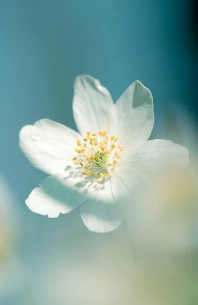 Wood Anemone Germany Anemone Nemorosa — 스톡 사진