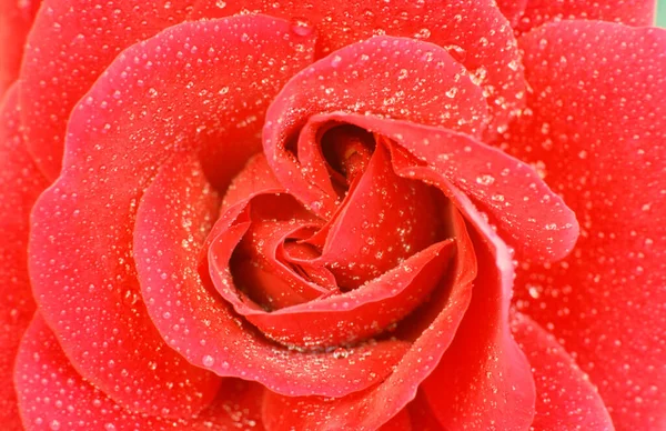 Rose Bloosom Detail Drops Water — Stock Photo, Image