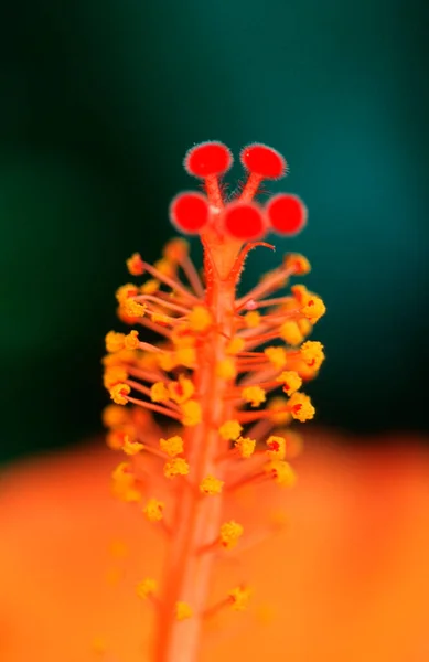 Hibisco Detalhe Bloosom Hibiscus Spec — Fotografia de Stock