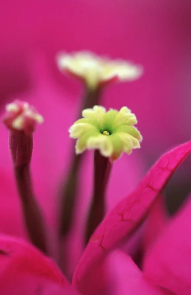 Bougainvillea Mrs Butt Blossom Detail Bougainvillea Spectabilis — Zdjęcie stockowe