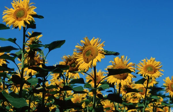 Solrosfält Schweiz Helianthus Annuus — Stockfoto