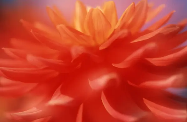 Цвіт Далії Dahlia Spec — стокове фото