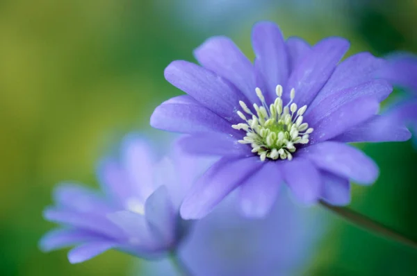 Apeninos Anemone Anemone Apennina — Fotografia de Stock