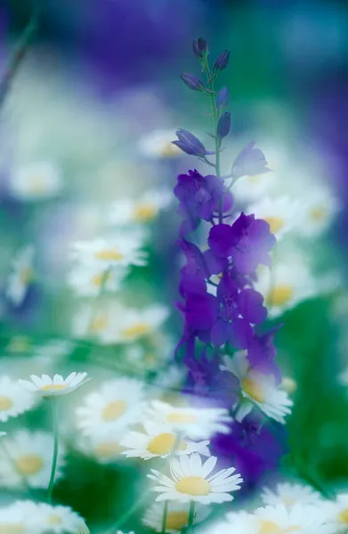 Rocket Larkspur Mayweed Bulgaria Delphinium Ajacis Consolida Ambigua — 스톡 사진