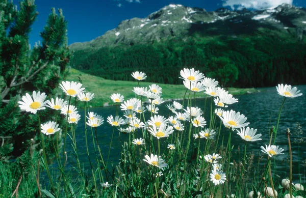 Eye Daisies Graubuenden Oberengadin Suiza Crisantemo Leucantemo Leucantemo Vulgar —  Fotos de Stock